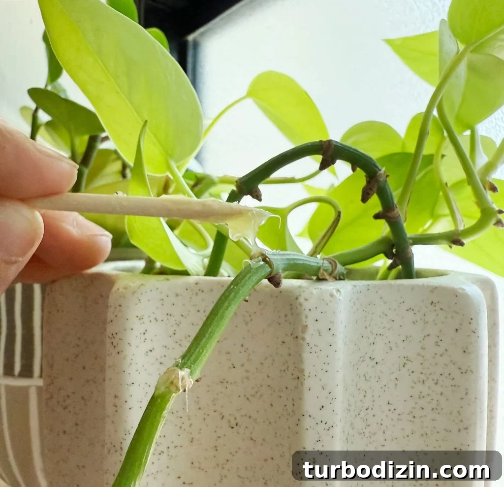 Keiki Paste: What It Is and How to Use It on Your Plants 6 Applying Small Dab of Keiki Paste With Toothpick to Pothos Node
