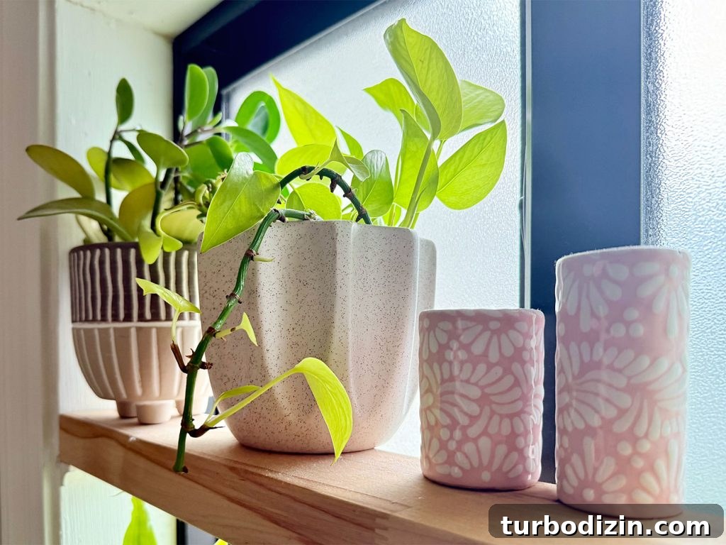 Keiki Paste: What It Is and How to Use It on Your Plants 7 After Photo of Pothos Plant With New Growth From Keiki Paste