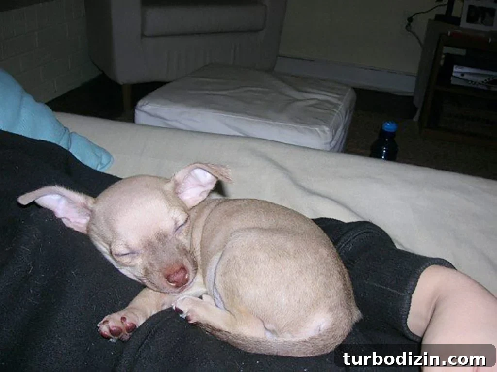 200 Male Dog Names and Smart Tips for Choosing One 2 Baby boy chihuahua curled up on Sherry