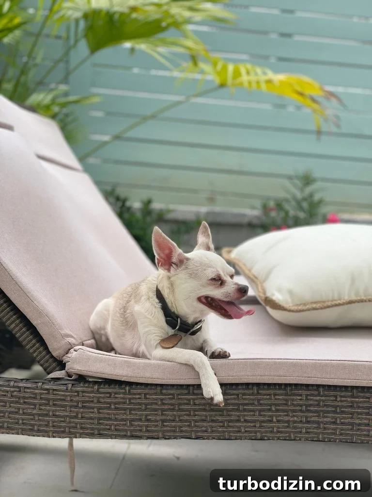 200 Male Dog Names and Smart Tips for Choosing One 3 Boy dog chihuahua sitting on pool lounger under palm tree