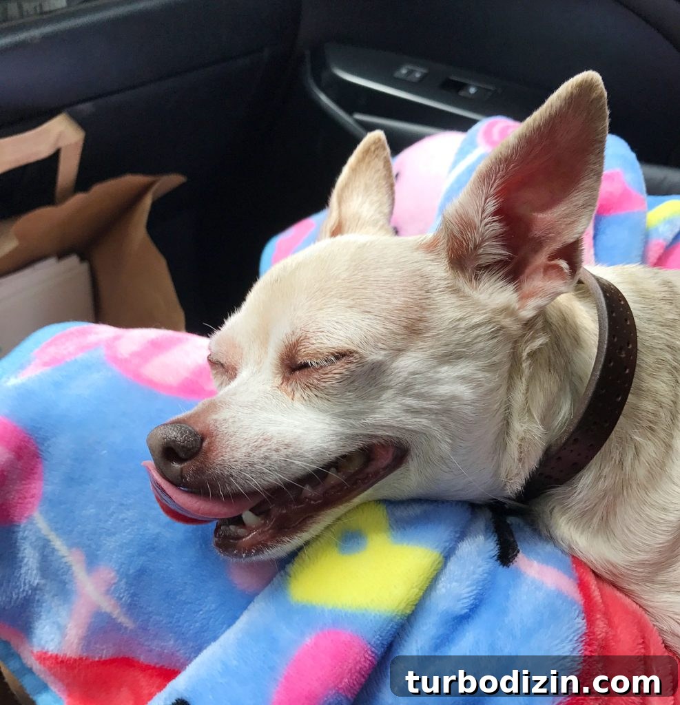200 Male Dog Names and Smart Tips for Choosing One 5 Boy Dog Chihuahua Smile Panting In Sleep