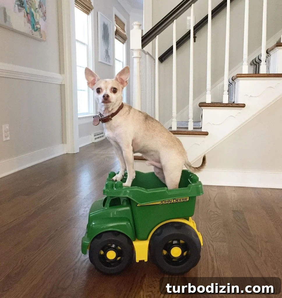 200 Male Dog Names and Smart Tips for Choosing One 6 Boy Dog Chihuahua Standing In Toy Truck