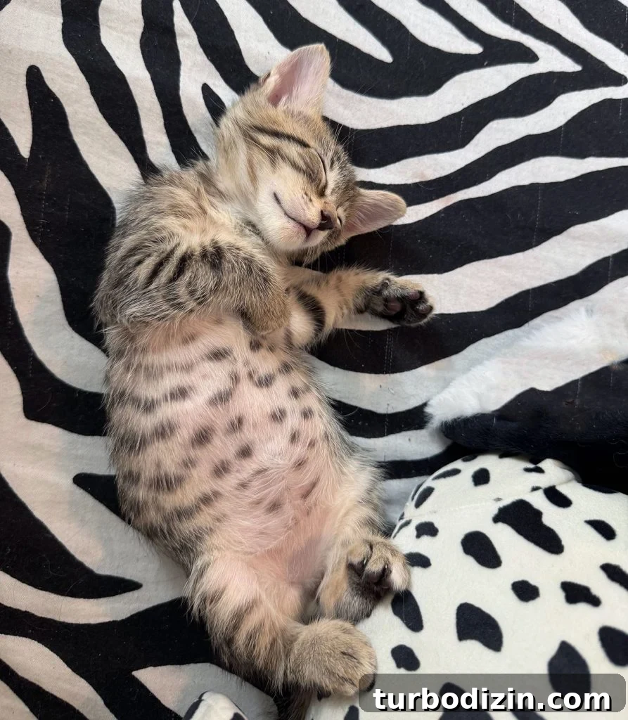200 Male Cat Names and Smart Tips for Choosing the Perfect One 2 Black and White Kitten Sleeping On Zebra Print