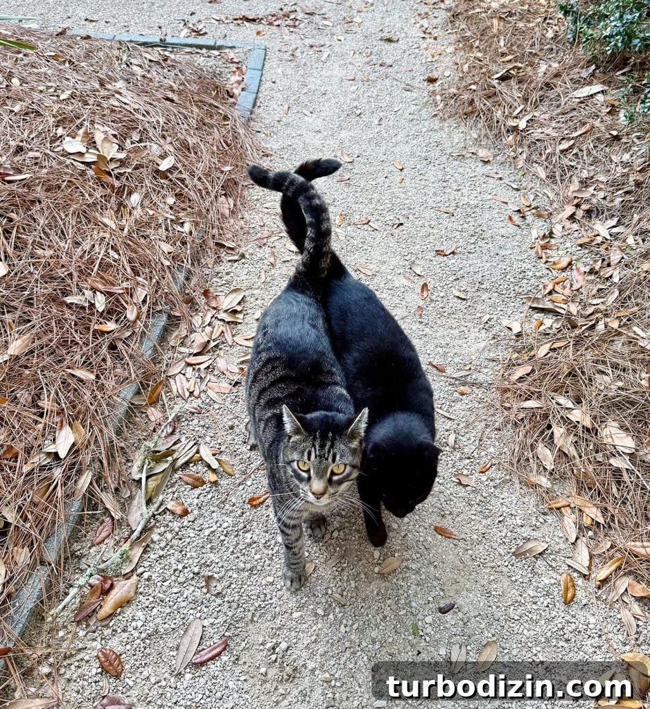 200 Male Cat Names and Smart Tips for Choosing the Perfect One 5 Two Boy Cats Walking With Tails Entwined
