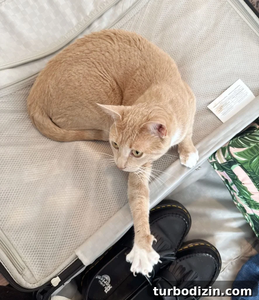 200 Male Cat Names and Smart Tips for Choosing the Perfect One 6 Orange Boy Cat Stretching On Suitcase