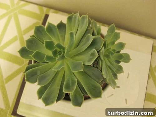 Turn a Woven Basket into a Stylish Indoor Planter 5 succulent-infoor-plant-with-a-white-pot
