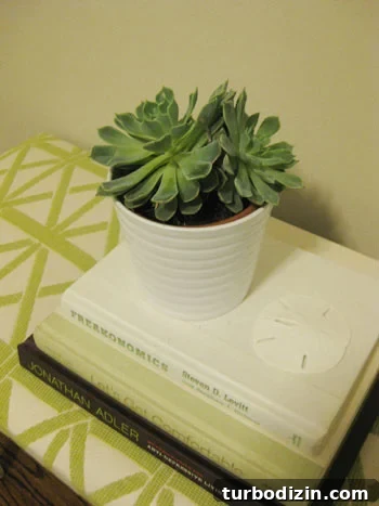 Turn a Woven Basket into a Stylish Indoor Planter 6 chic-indoor-plants-succulent