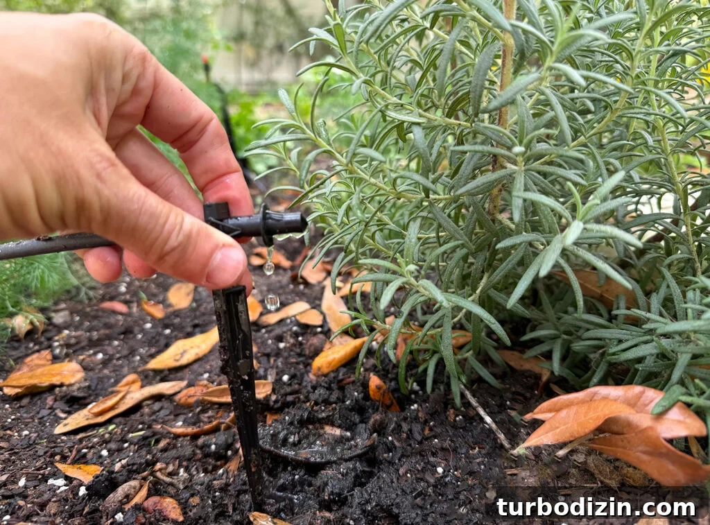 Step-by-Step Guide to Installing a Drip Irrigation System 2 Drip Irrigation System Dripper Emitter Close Up At Rosemary Plant