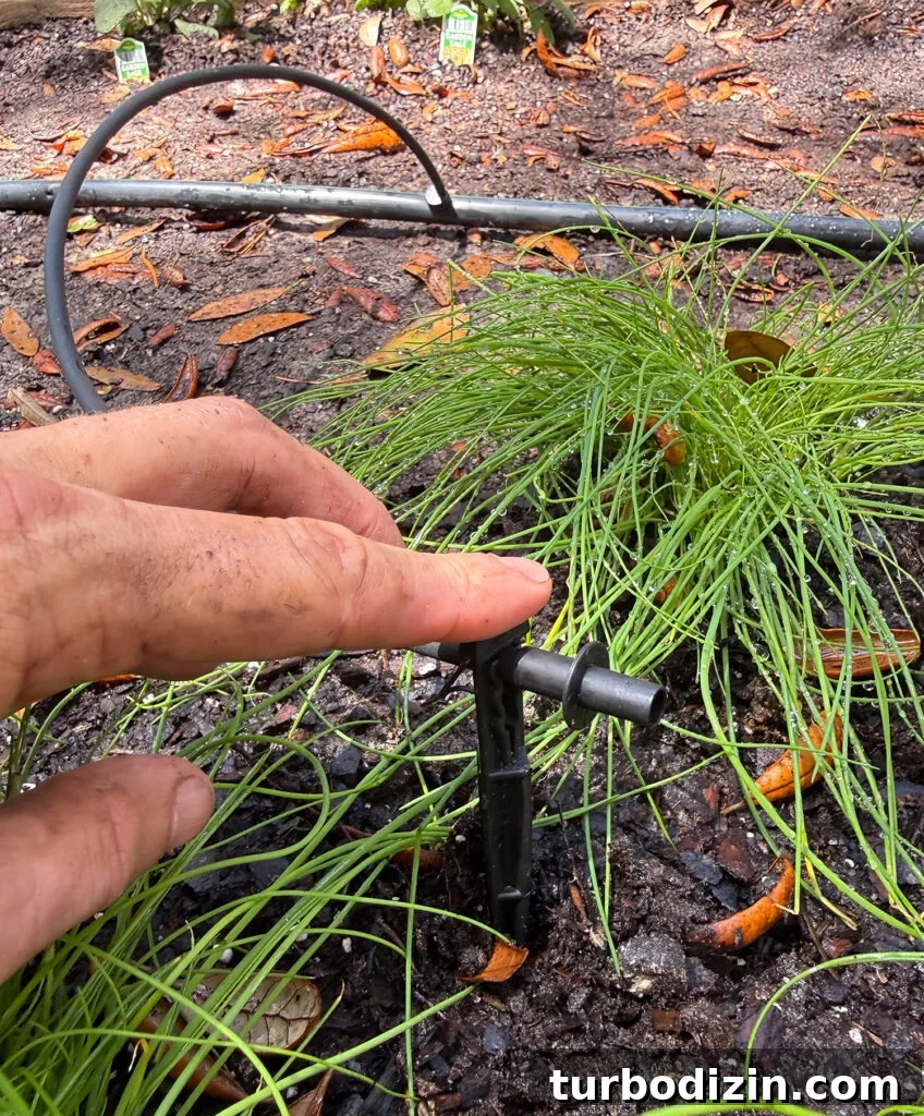 Step-by-Step Guide to Installing a Drip Irrigation System 17 Dripper Stake Added to Drip Irrigation System