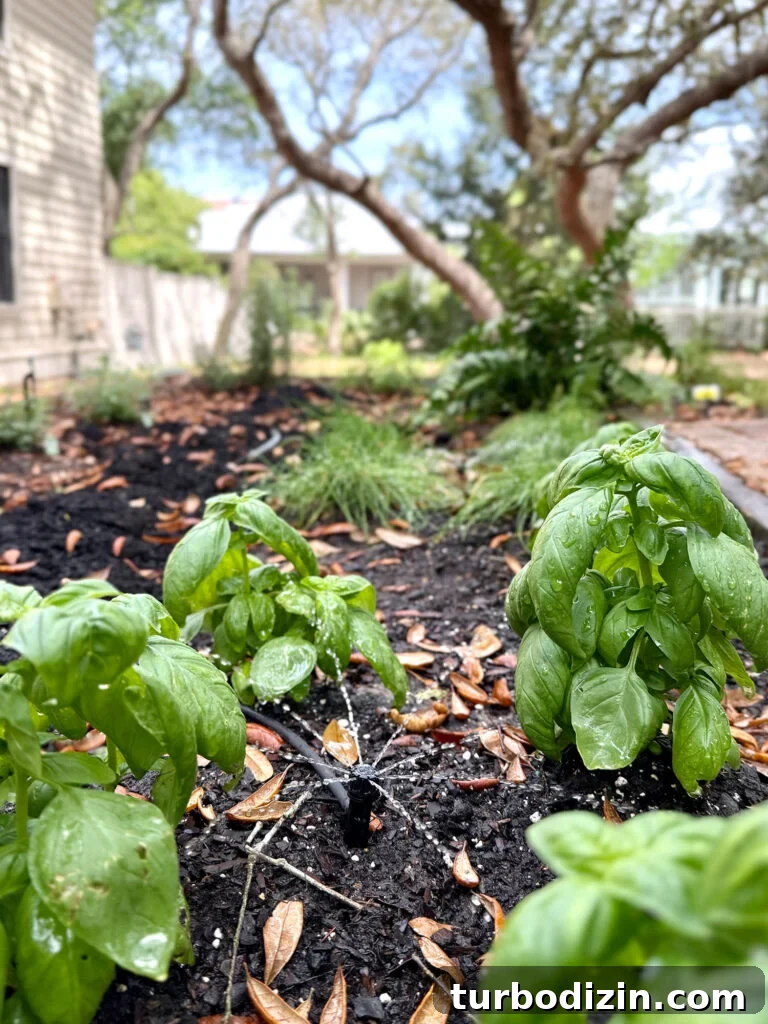 Step-by-Step Guide to Installing a Drip Irrigation System 3 Drip Irrigation System Bubbler Close Up With Basil Plants