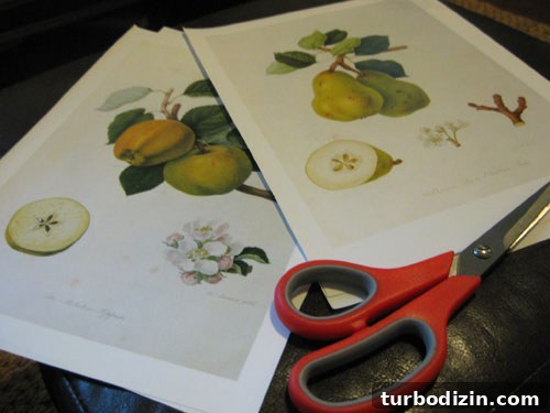 Decoupage Vases and Planters: Step-by-Step Guide for Beautiful Results 3 botanicals-from-hooker-book-cut-outs-project