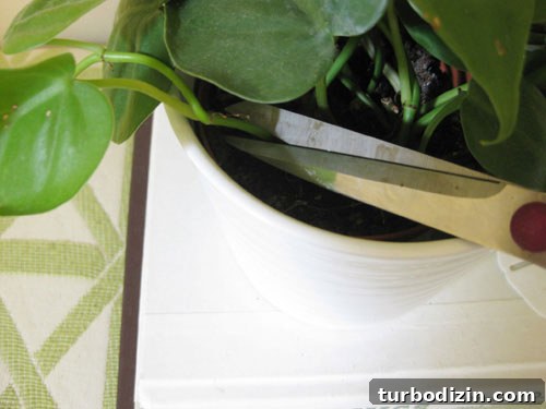 Grow New Plants from Cuttings: A Simple Guide to Propagation 5 how-to-make-plant-cuttings