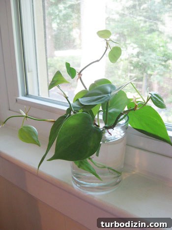 Grow New Plants from Cuttings: A Simple Guide to Propagation 6 cuttings
