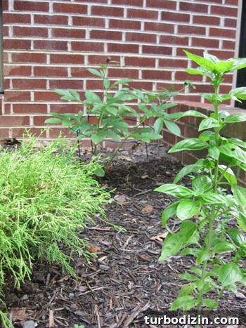 Edible Garden Update: What’s Growing This Season and Tips 3 Basil plants