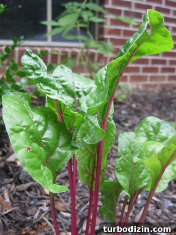Edible Garden Update: What’s Growing This Season and Tips 4 Swiss chard