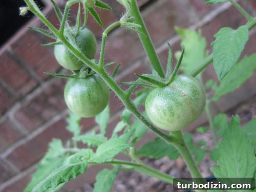Edible Garden Update: What’s Growing This Season and Tips 5 Cherry tomatoes growing
