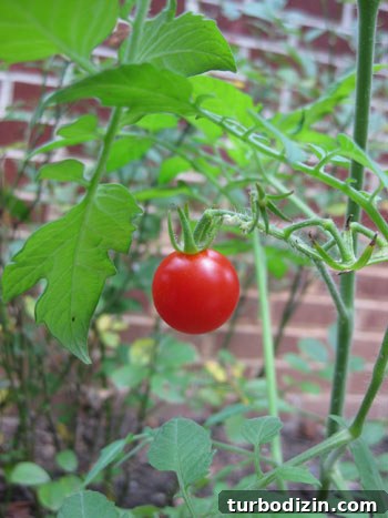 Edible Garden Update: What’s Growing This Season and Tips 6 Ripe cherry tomato