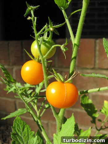 Edible Garden Update: What’s Growing This Season and Tips 7 Golden cherry tomatoes