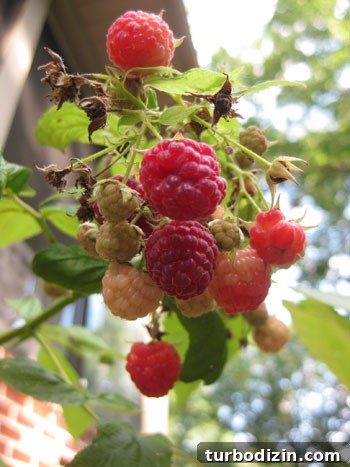 Edible Garden Update: What’s Growing This Season and Tips 10 Raspberry bush