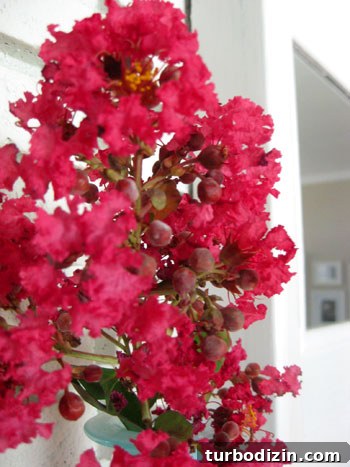 Affordable Myrtle Gardening: Grow Stunning Blooms on a Budget 3 Close-up of crape myrtle blooms