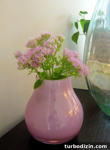 September Sedum: Affordable Fall Succulents for Your Garden 2 Pink sedum bouquet in vase