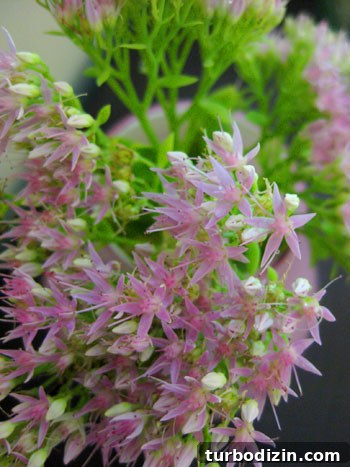 September Sedum: Affordable Fall Succulents for Your Garden 3 Close-up of sedum flowers
