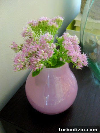 September Sedum: Affordable Fall Succulents for Your Garden 4 Sedum stems in soft pink vase
