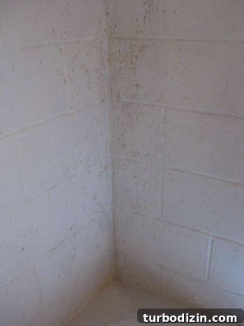 How to Use Oil-Based Drylok to Seal Cinderblocks and Prevent Mildew 3 img 18466 2