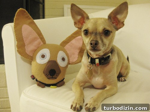 Our Favorite Four-Legged Family Member: Pet Stories & Tips 6 Burger Zoonie in gift wrapping