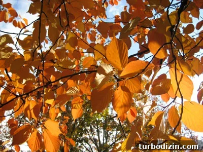 At Last: Embracing the Joys of Autumn 3 img 222 2