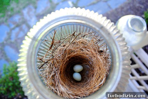 Small Speckled Eggs Found in a Bird’s Nest on Our Porch 2 A small bird's nest with two eggs inside a porch lantern