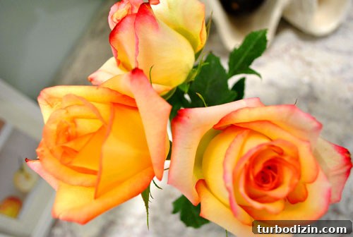 Affordable May Flowers: Creative Spring Bouquet Ideas 4 Close-up of two-toned rose petals