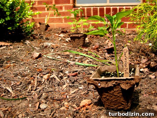 Edible Garden One Year Later: What We Grew and Learned 3 Plants in garden