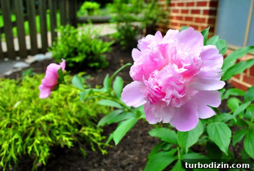 Edible Garden One Year Later: What We Grew and Learned 7 Pink peony bloom