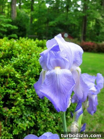 Edible Garden One Year Later: What We Grew and Learned 8 Blooming irises