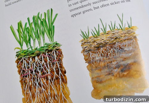 7 Proven Tips for a Lush Organic Lawn This Season 4 img 27882 3