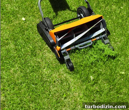 7 Proven Tips for a Lush Organic Lawn This Season 6 img 27882 5