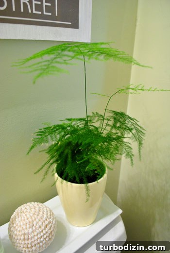 Asparagus fern near bathroom sink