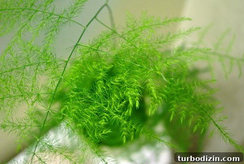 Asparagus fern leaves