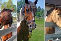 Free Horse Giveaway: Adorable Young Mare Available