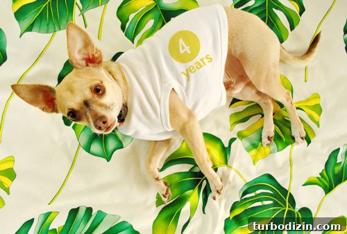 Celebrating Our 3rd Blogiversary: Puppy Days and Firsts 2 Burger the dog