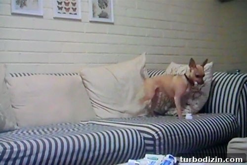 Celebrating Our 3rd Blogiversary: Puppy Days and Firsts 6 Old couch