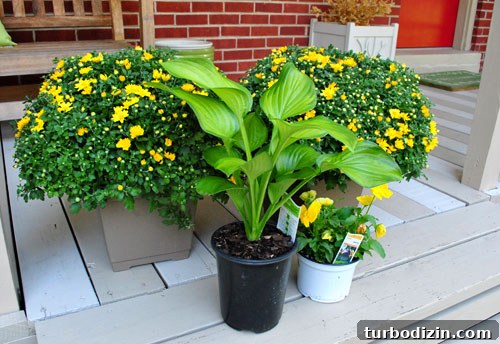 New plants from Home Depot