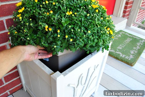 Mum in square container placed in planter