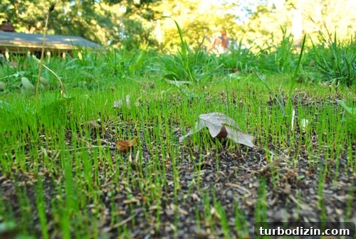Cleaning and Mulching to Stage Our Home for Sale 7 img 29974 6