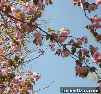 What We'll Miss Most About Our First Home 2 front yard cherry tree