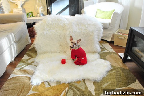 Creative Dog and Baby Christmas Card Ideas for Heartwarming Photos 3 Behind the scenes sheepskin set for holiday photo