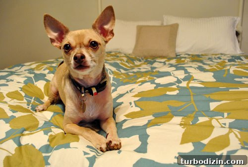 Unboxing Our New West Elm Duvet: First Impressions and Review 5 Dog grooming on bed