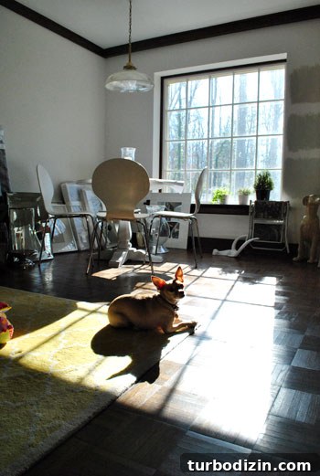 Helping Your Dog Settle Into a New Home Quickly 2 Burger lounging on a sun-warmed rug