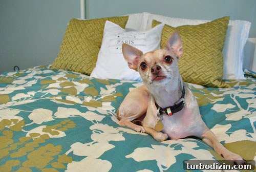 Helping Your Dog Settle Into a New Home Quickly 7 Burger testing the duvet